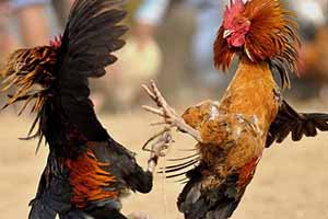 ไก่ชนใต้