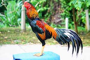 ไก่ชนใต้