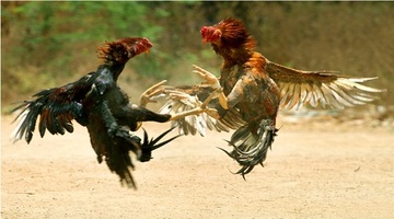แทงไก่ชนใต้
